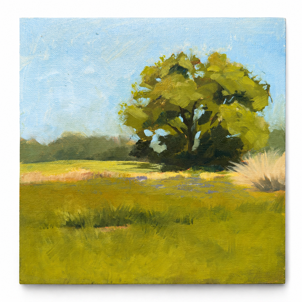 Live Oak at the Wildflower Center — 8x8 Original Oil Painting